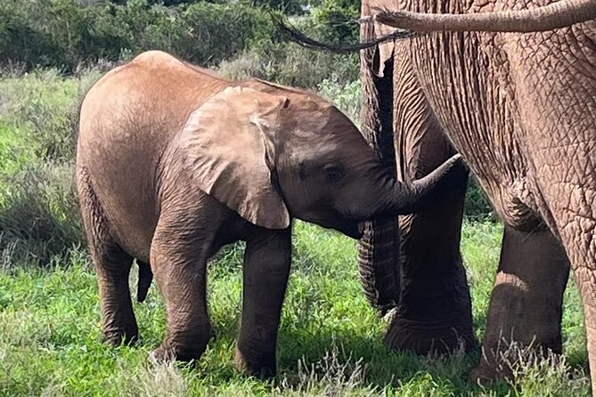 Port Elizabeth Addo Elephant National Park All Inclusive Safari - Key points to know before booking