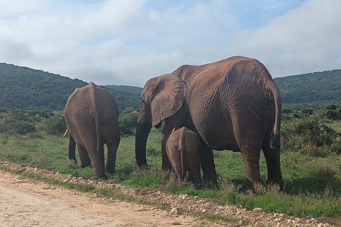 Port Elizabeth Addo Elephant National Park All Inclusive Safari - Why Addo works so well from Port Elizabeth