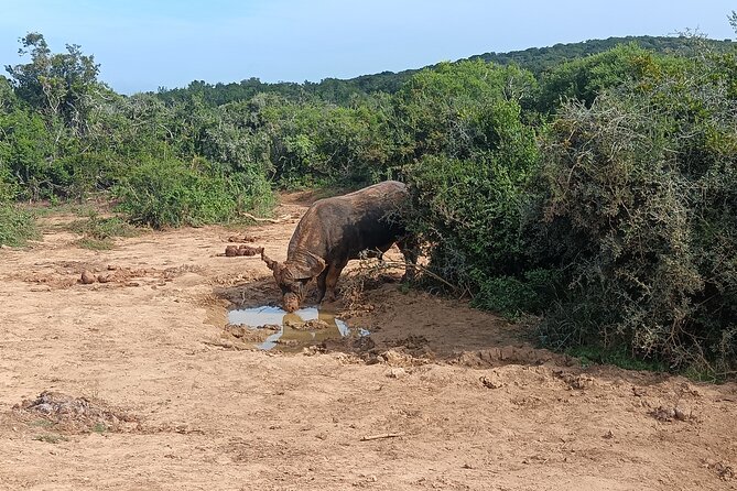 Port Elizabeth Addo Elephant National Park All Inclusive Safari - The southern section and the elephant search