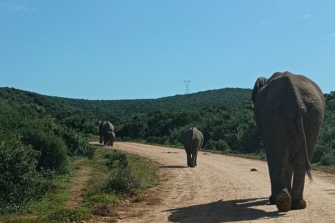 Port Elizabeth Addo Elephant National Park All Inclusive Safari - Main Camp gives the day a useful break