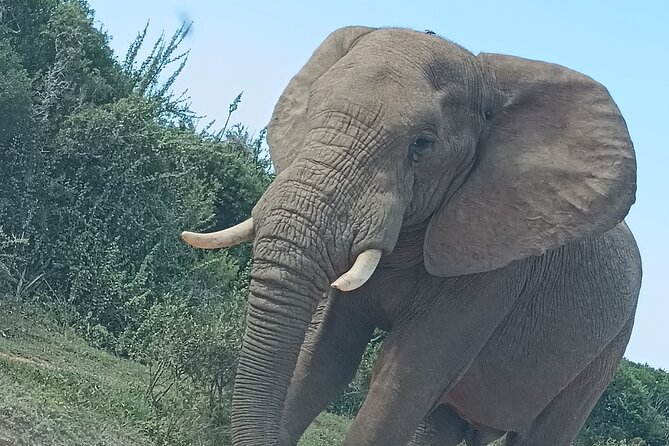 Port Elizabeth Addo Elephant National Park All Inclusive Safari - The guide and the human side of the day