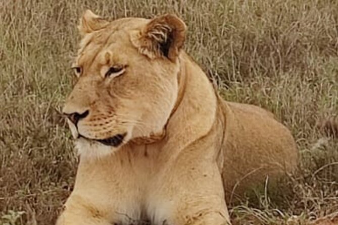 Port Elizabeth Addo Elephant National Park All Inclusive Safari - Who will get the most from this safari