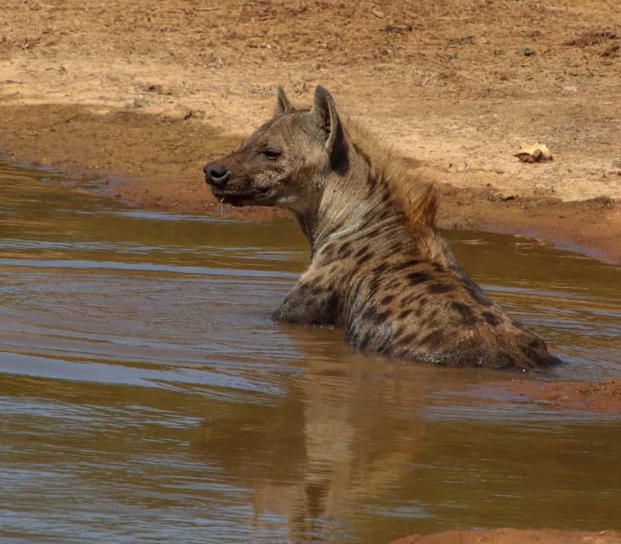 Port Elizabeth: Addo Elephant Park All-Inclusive Day Safari - Key reasons to consider this Addo safari