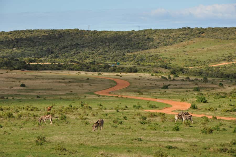 Port Elizabeth: Addo Elephant Park All-Inclusive Day Safari - Should you book it?