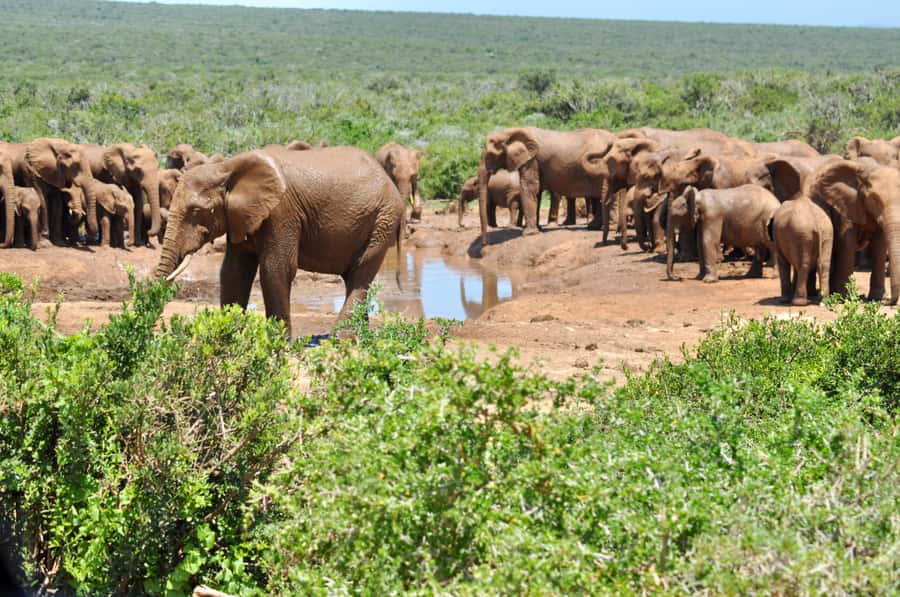 Port Elizabeth: Addo Elephant Park All-Inclusive Day Safari - An eight-hour route from Port Elizabeth to Addo