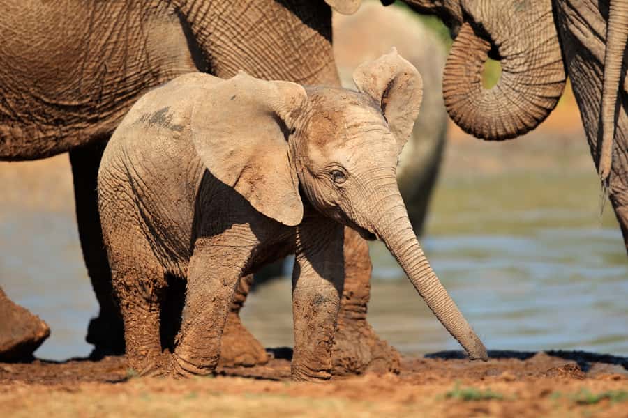 Port Elizabeth: Addo Elephant Park All-Inclusive Day Safari - What the enclosed vehicle means for your day