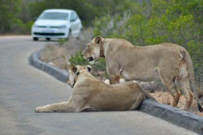 Addo Elephant Park All-Inclusive Day Safari