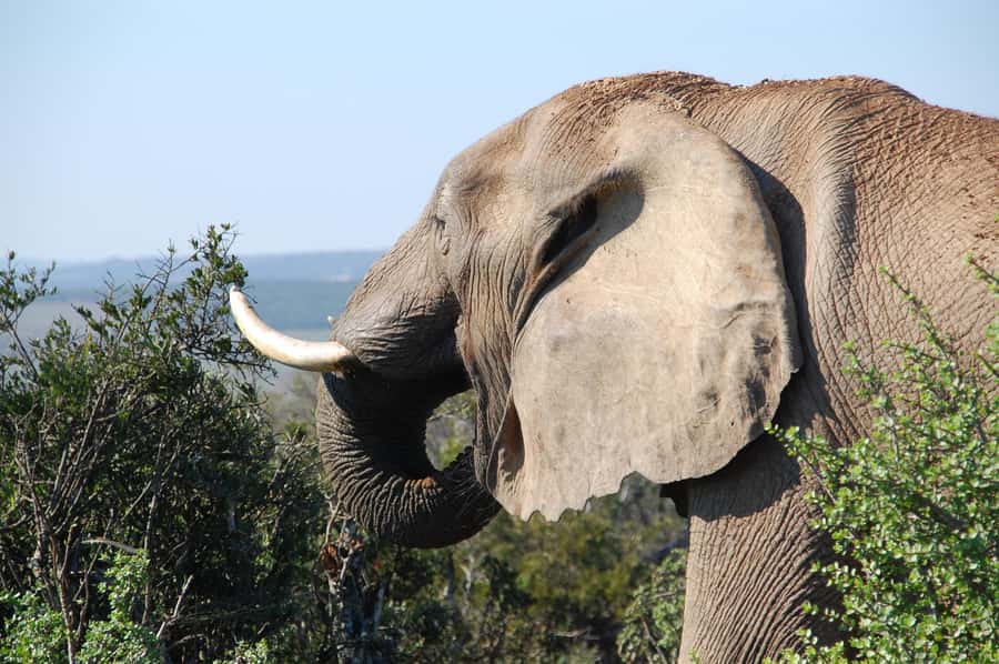 Port Elizabeth: Addo Elephant Park All-Inclusive Day Safari - Lunch, a break, and time to reset