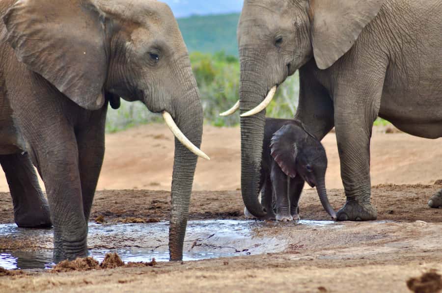 Port Elizabeth: Addo Elephant Park All-Inclusive Day Safari - Afternoon wildlife viewing and Addo’s lookout points