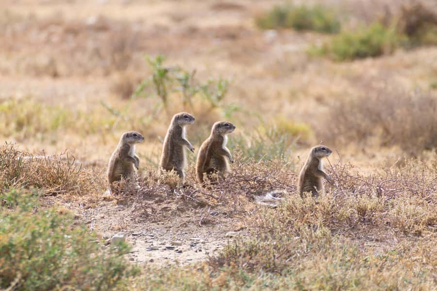 Port Elizabeth: Addo Elephant Park All-Inclusive Day Safari - The guides are the heart of the experience