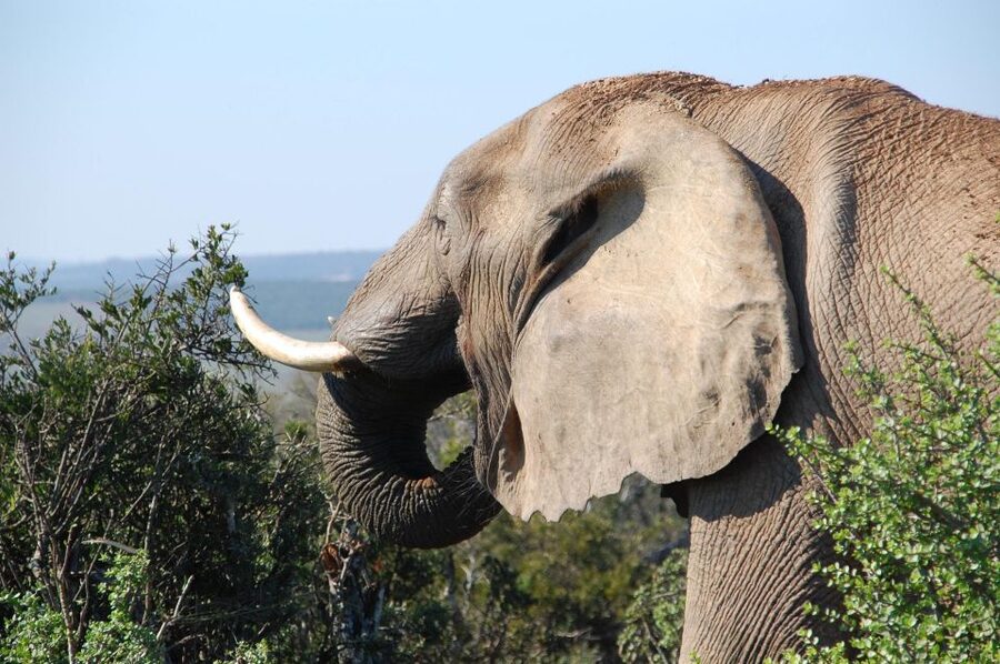 Port Elizabeth: Addo Elephant Park All-Inclusive Day Safari - Is $176 a fair price?