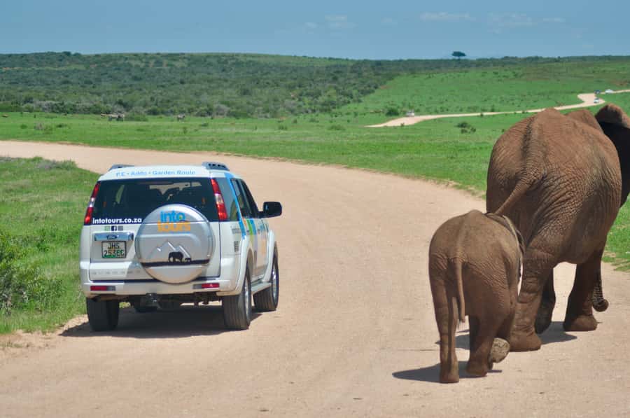 Port Elizabeth: Addo Elephant Park All-Inclusive Day Safari - Who should book this Addo day safari?