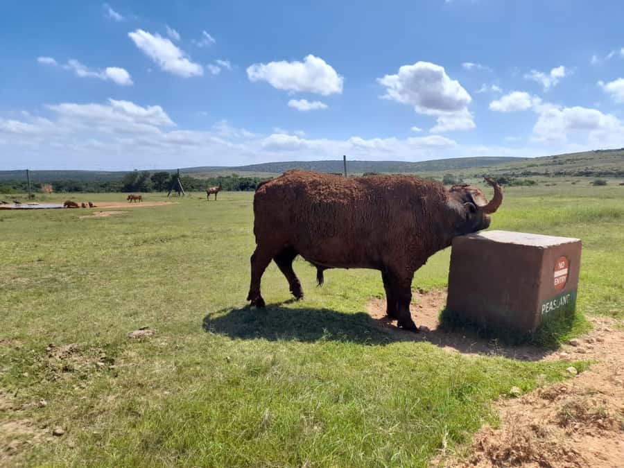 Port Elizabeth: Addo Elephant Park Shore Excursion & Safari - Key points at a glance