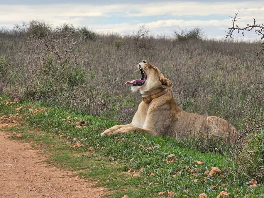Port Elizabeth: Addo Elephant Park Shore Excursion & Safari - Should you book it?