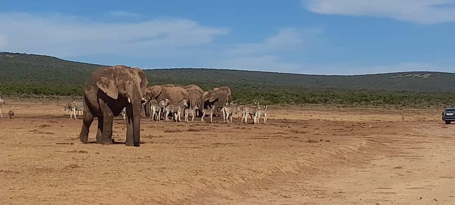 Port Elizabeth: Addo Elephant Park Shore Excursion & Safari - Addo offers a different kind of safari