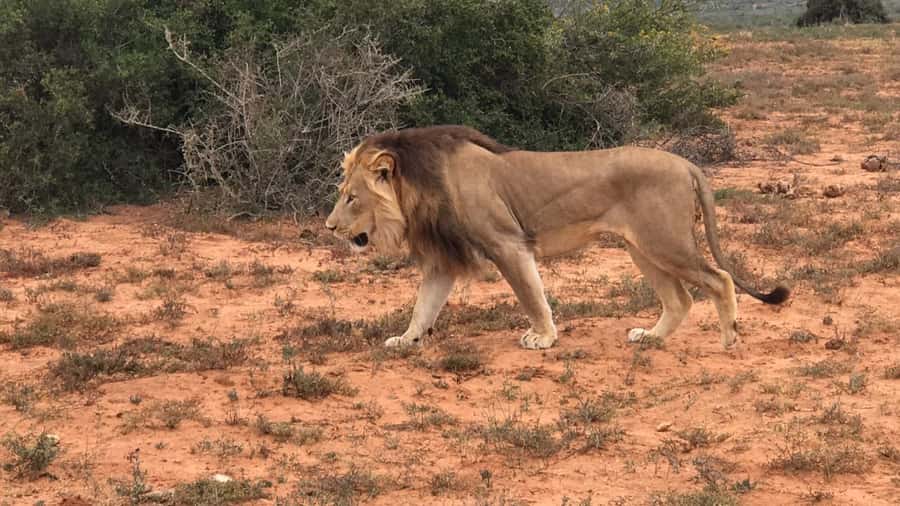 Port Elizabeth: Addo Elephant Park Shore Excursion & Safari - Four hours among Addo’s elephants