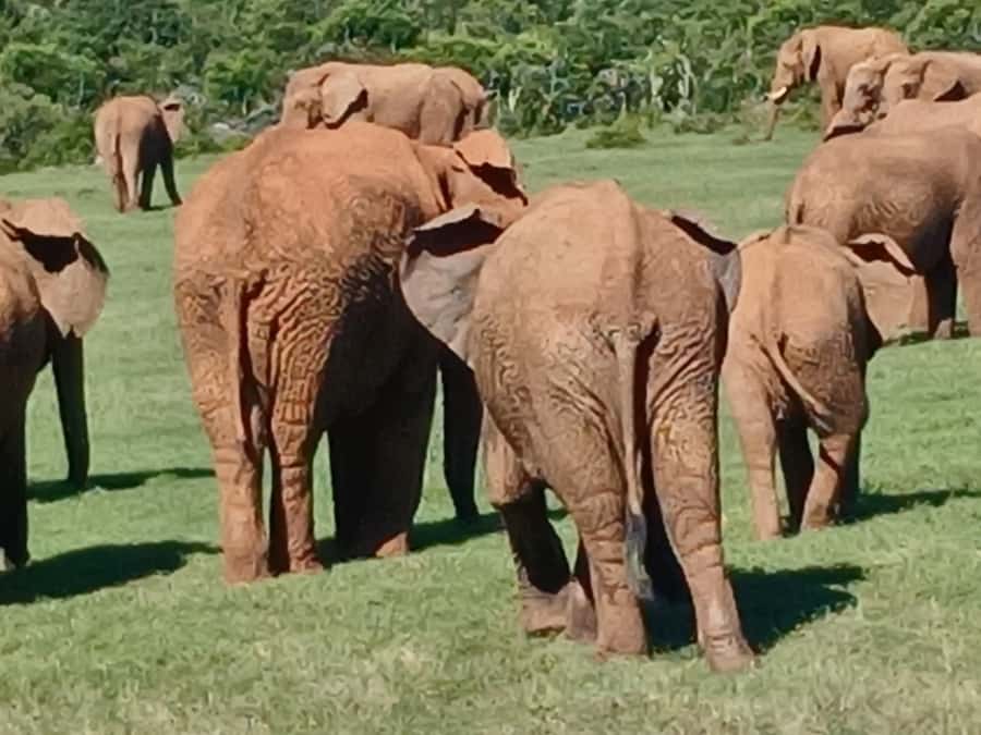 Port Elizabeth: Addo Elephant Park Shore Excursion & Safari - What the $159 price really covers