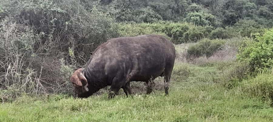 Port Elizabeth: Addo Elephant Park Shore Excursion & Safari - Who should book this Addo excursion?