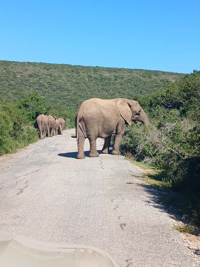 Port Elizabeth: Addo Elephant Park Shore Excursion & Safari - Practical ways to get more from the day