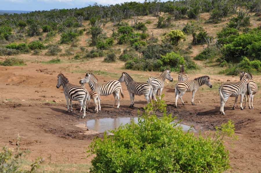 Port Elizabeth: Addo Elephant Park Shore Excursion with BBQ - Key points to know before booking