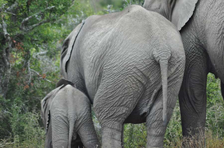 Port Elizabeth: Addo Elephant Park Shore Excursion with BBQ - The braai lunch at a traditional cultural lapa