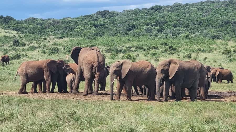 Port Elizabeth: Addo Park Safari with Giraffe Walk and Lunch - Key points before you book