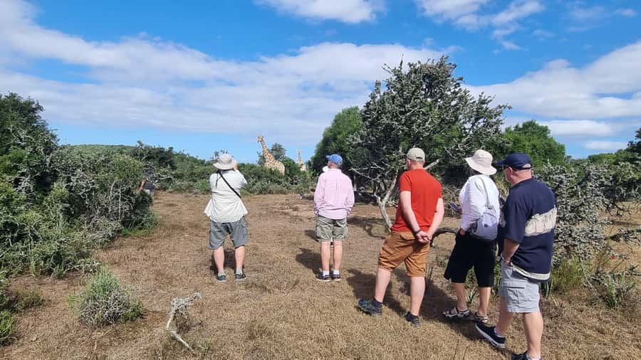 Port Elizabeth: Addo Park Safari with Giraffe Walk and Lunch - Why this Addo day works so well
