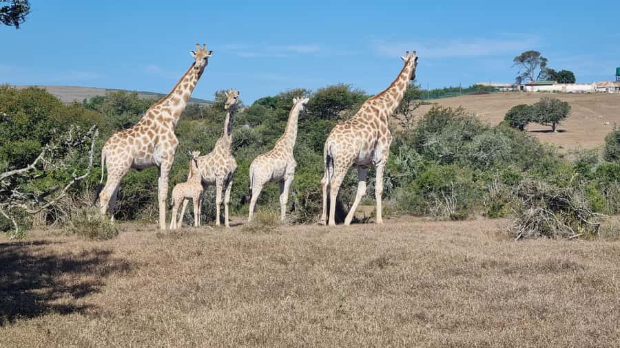 Port Elizabeth: Addo Park Safari with Giraffe Walk and Lunch - Addo Elephant National Park by safari vehicle