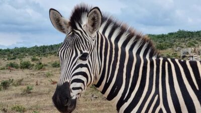 Addo Park Safari with Giraffe Walk and Lunch
