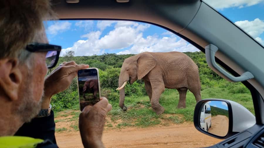 Port Elizabeth: Addo Park Safari with Giraffe Walk and Lunch - What the open windows mean for photographs