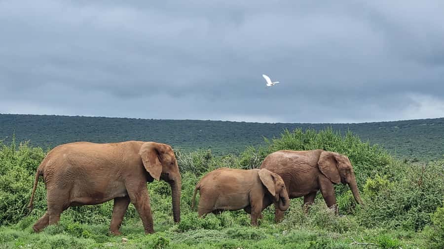 Port Elizabeth: Addo Park Safari with Giraffe Walk and Lunch - South African braai lunch after the safari
