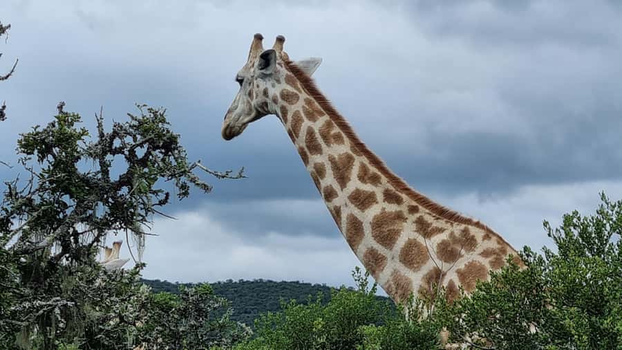 Port Elizabeth: Addo Park Safari with Giraffe Walk and Lunch - How the guides shape the day