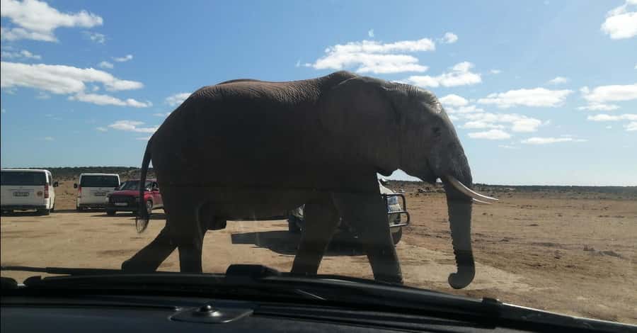 Port Elizabeth : Full-Day Addo Elephant Park Wildlife Tour - Key points to know before you book
