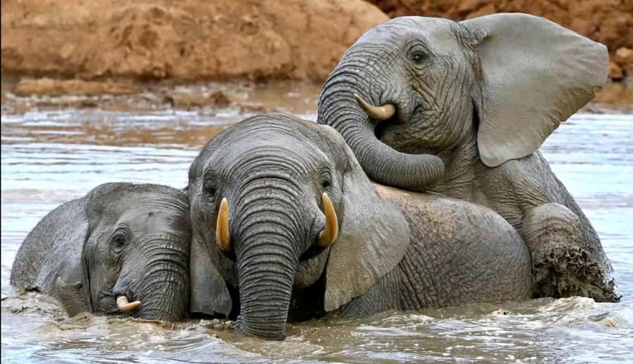 Port Elizabeth : Full-Day Addo Elephant Park Wildlife Tour - Why Addo’s elephant story matters