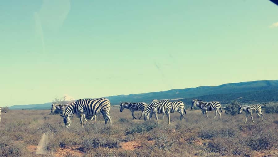 Port Elizabeth : Full-Day Addo Elephant Park Wildlife Tour - The lunch pause inside the park