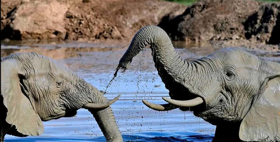 Port Elizabeth : Full-Day Addo Elephant Park Wildlife Tour - A second game drive for better wildlife odds