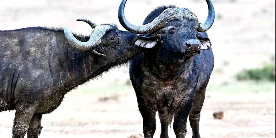 Port Elizabeth : Full-Day Addo Elephant Park Wildlife Tour - Small-group comfort and the group-size question