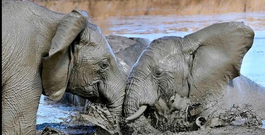 Port Elizabeth : Full-Day Addo Elephant Park Wildlife Tour - What the $156 price really covers