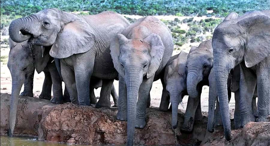 Port Elizabeth : Full-Day Addo Elephant Park Wildlife Tour - Who will enjoy this Addo day most