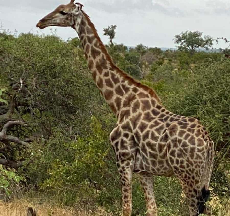 Port Elizabeth: Kragga Kamma Game Park and City Tour - Why this half-day tour makes sense in Port Elizabeth