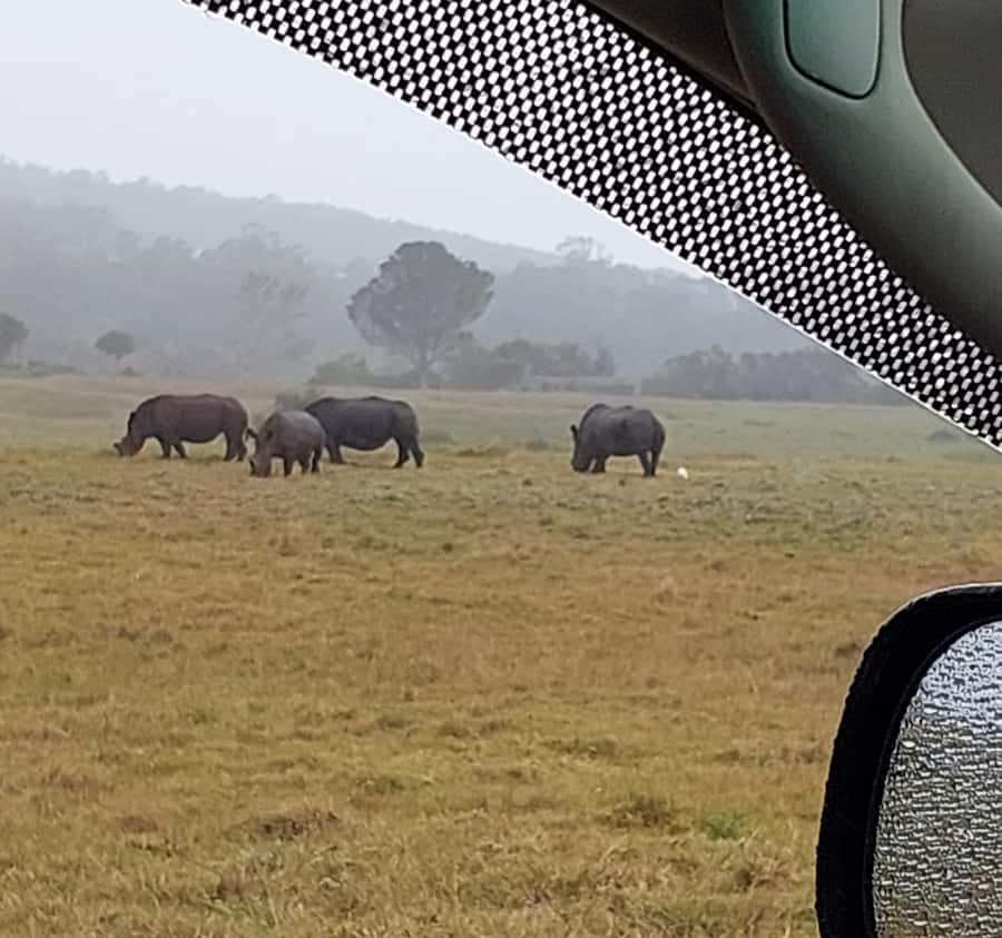 Port Elizabeth: Kragga Kamma Game Park and City Tour - Kragga Kamma: a compact reserve with plenty to see