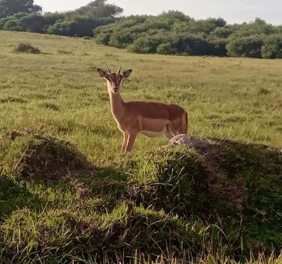 Port Elizabeth: Kragga Kamma Game Park and City Tour - What the game drive feels like