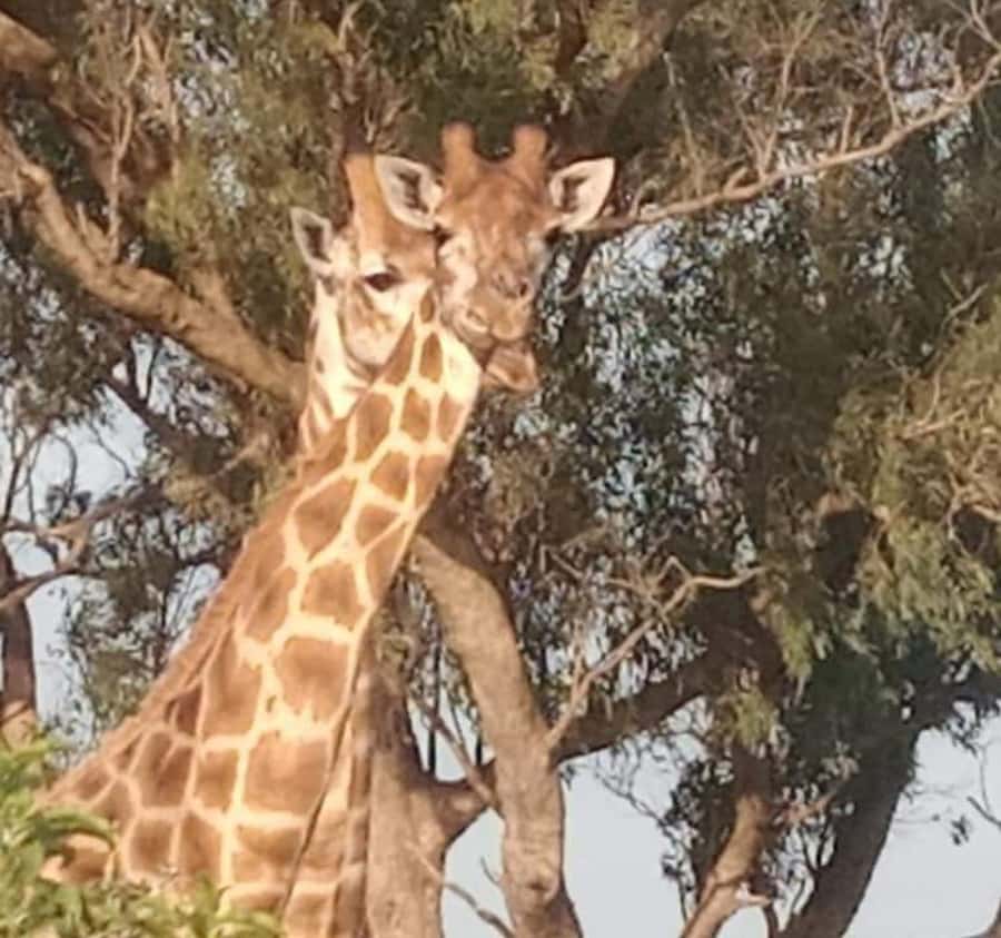 Port Elizabeth: Kragga Kamma Game Park and City Tour - Practical advice for a smoother day