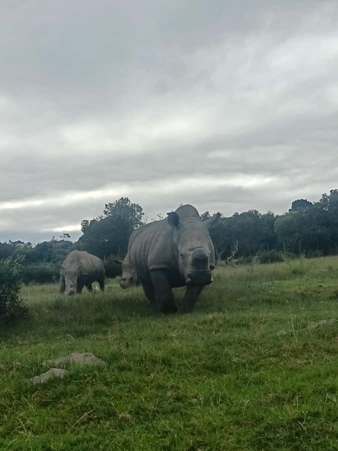 Port Elizabeth: Kragga Kamma Game Park Guided Tour - The Three-Hour Guided Game Drive