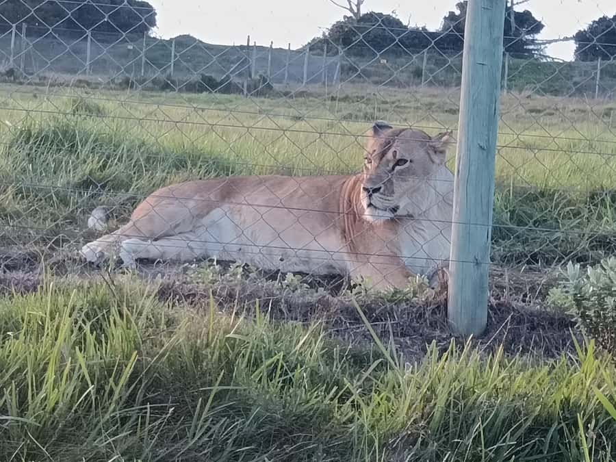 Port Elizabeth: Kragga Kamma Game Park Guided Tour - Is The $80 Price Fair?