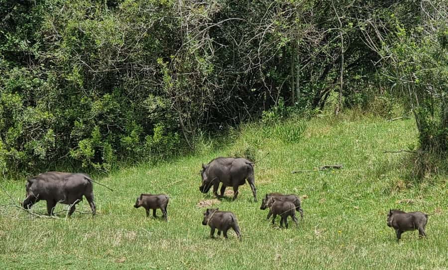 Port Elizabeth: Kragga Kamma Game Park Guided Tour - Who Will Enjoy This Tour Most?
