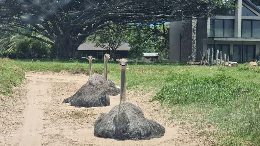 Port Elizabeth: Kragga Kamma Game Park Guided Tour - Timing, Cancellation, And What To Bring