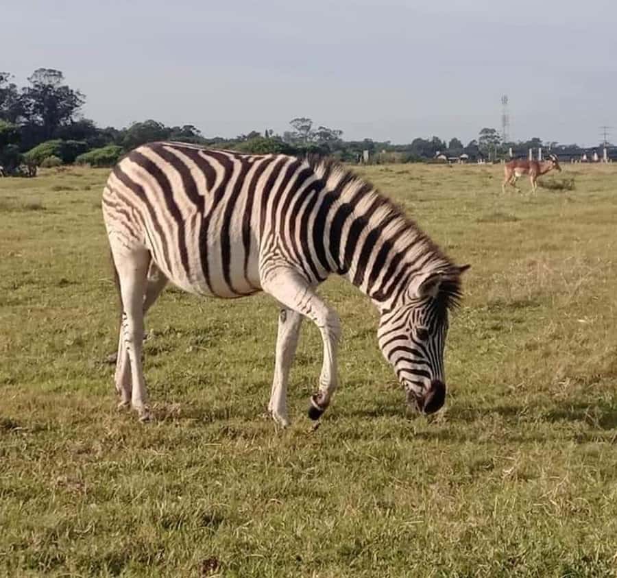 Port Elizabeth:Kragga Kamma Private game reserve safari - The city and penguin hospital add-on needs clarification