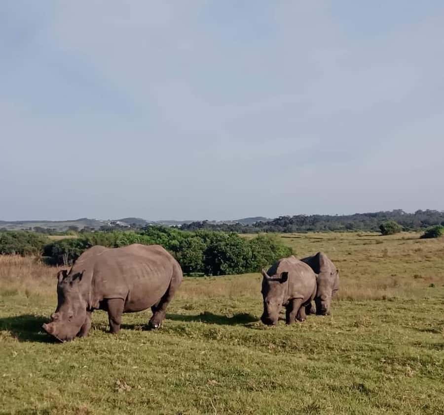 Port Elizabeth:Kragga Kamma Private game reserve safari - Who will get the most from this safari