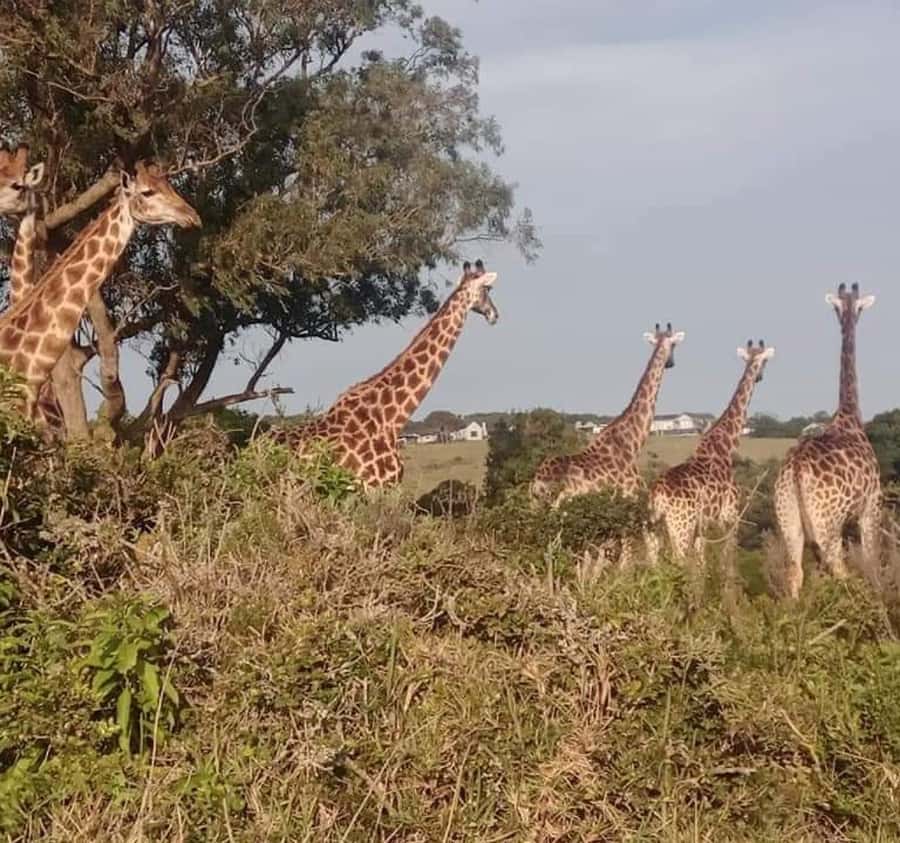 Port Elizabeth:Kragga Kamma Private game reserve safari - Practical preparation for the $77 outing